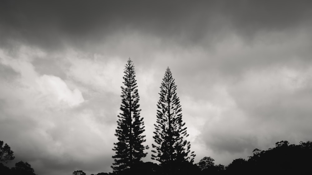 a black and white photo of two tall trees