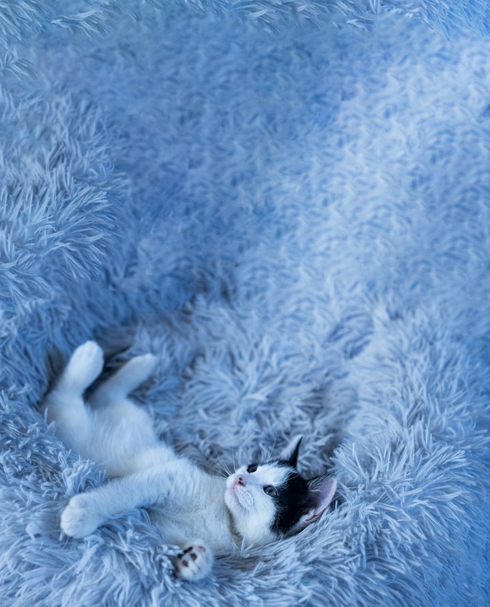 a small white kitten laying on its back on a blue blanket