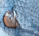 A ginger cat curled up peacefully in a cozy blanket.