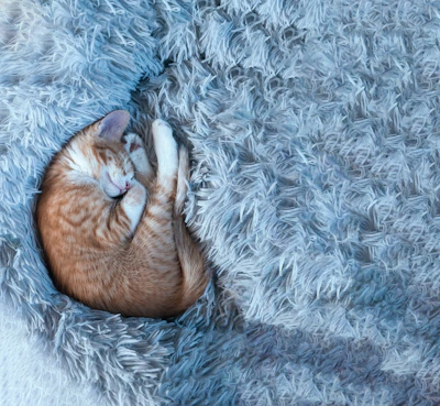 A sleepy ginger cat curled up in a cozy knitted blanket.