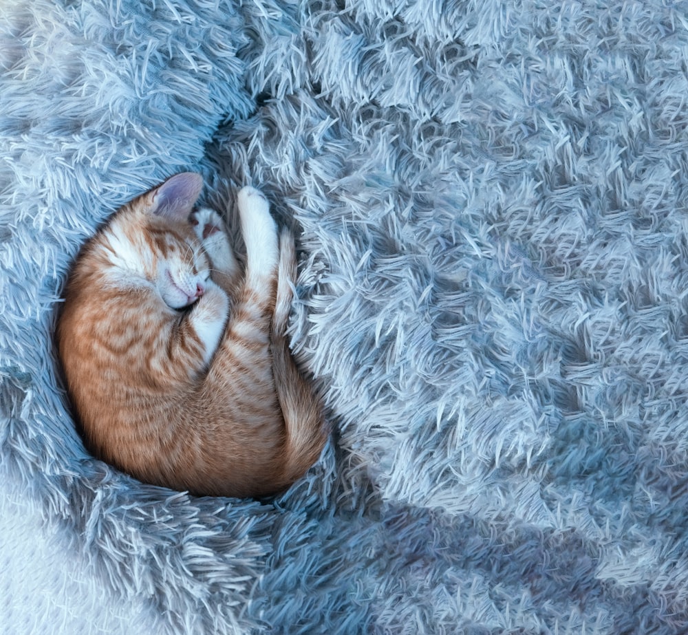 a cat curled up sleeping on a blanket