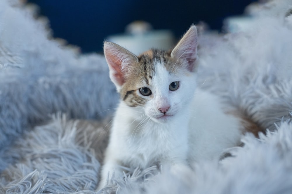 a small kitten is sitting on a fluffy blanket