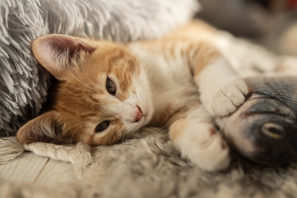 an orange and white cat laying on top of a bed