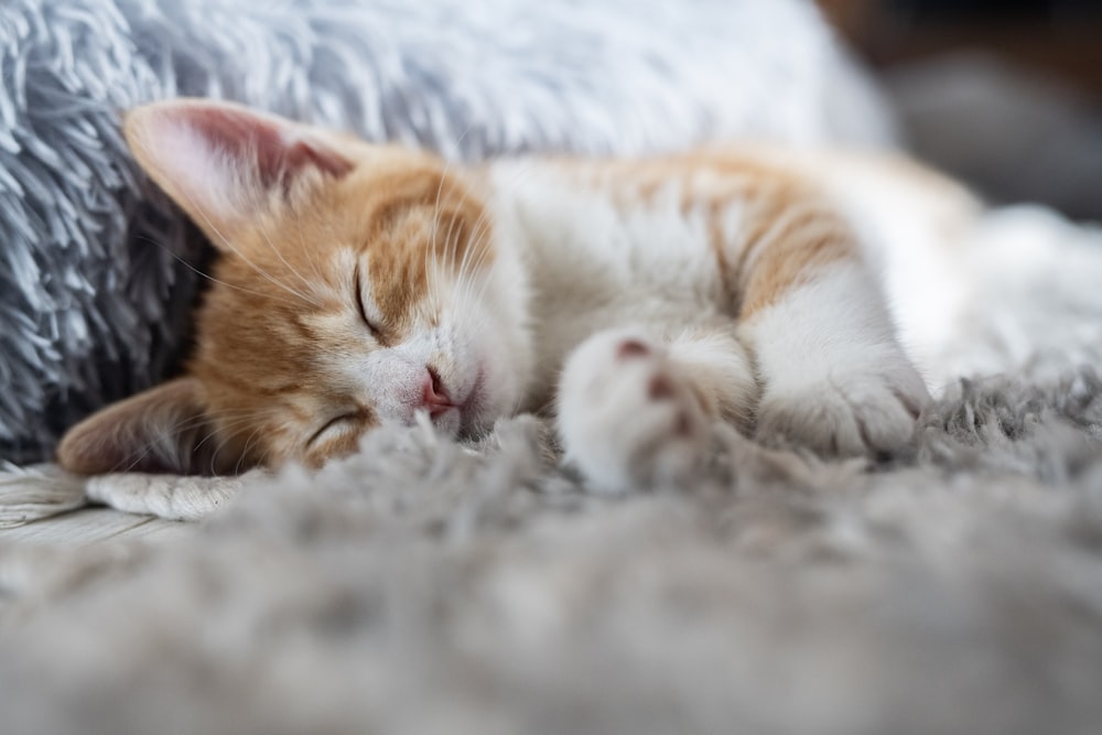 an orange and white kitten sleeping on a bed