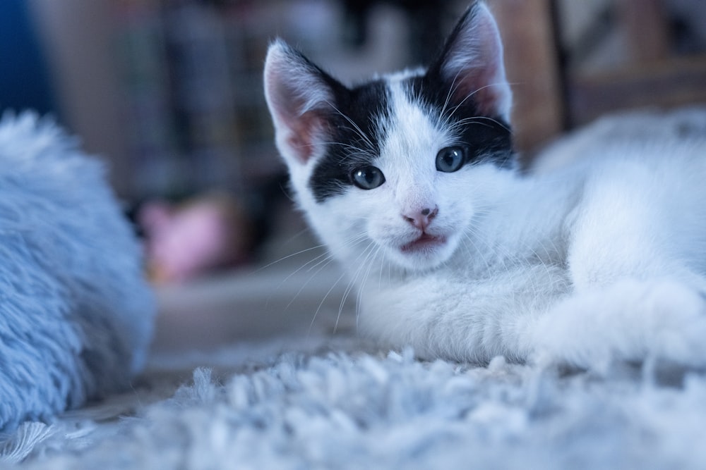 a black and white kitten laying on the floor