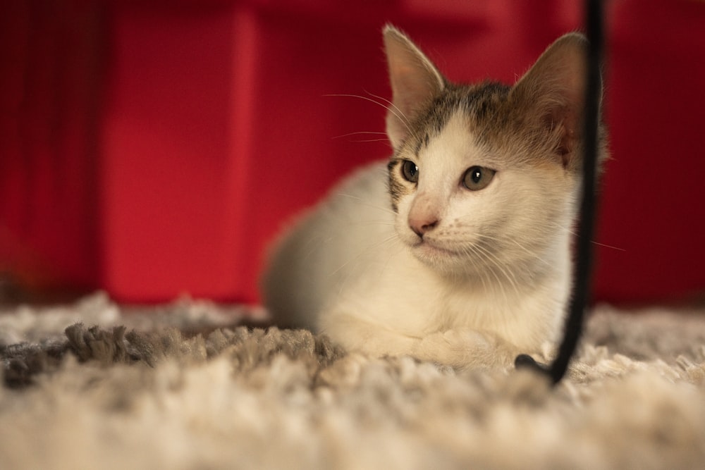 a cat laying on the floor looking at the camera