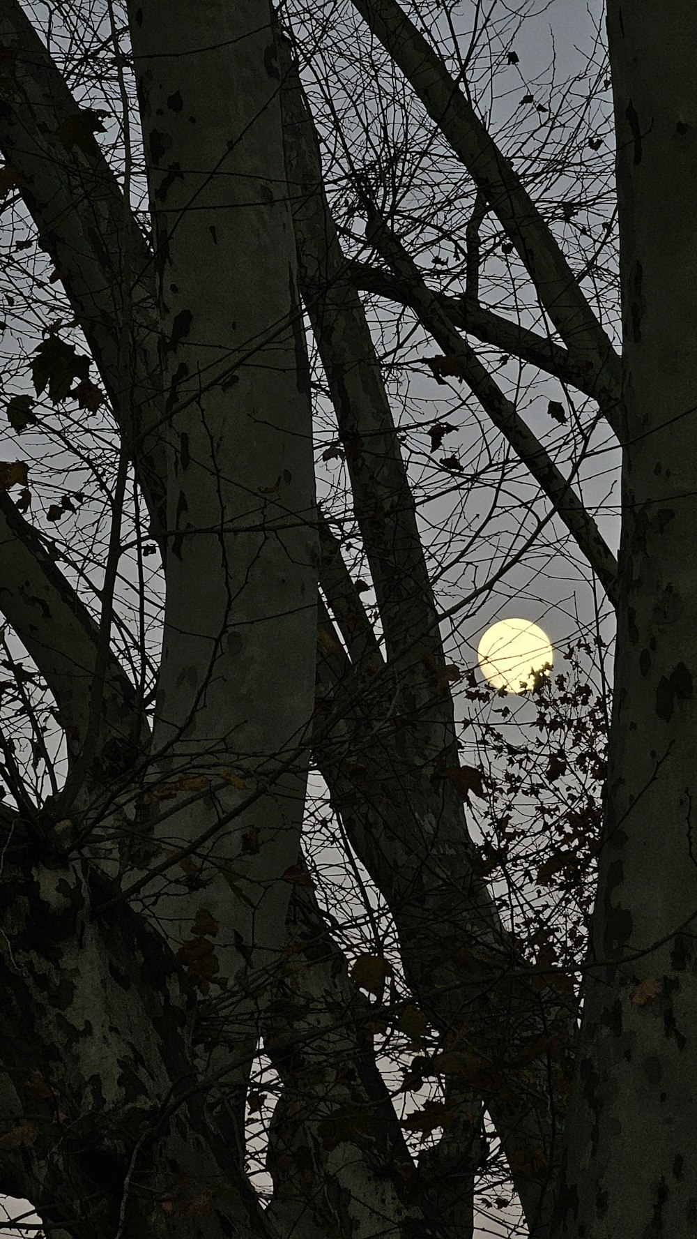 a full moon seen through the branches of a tree