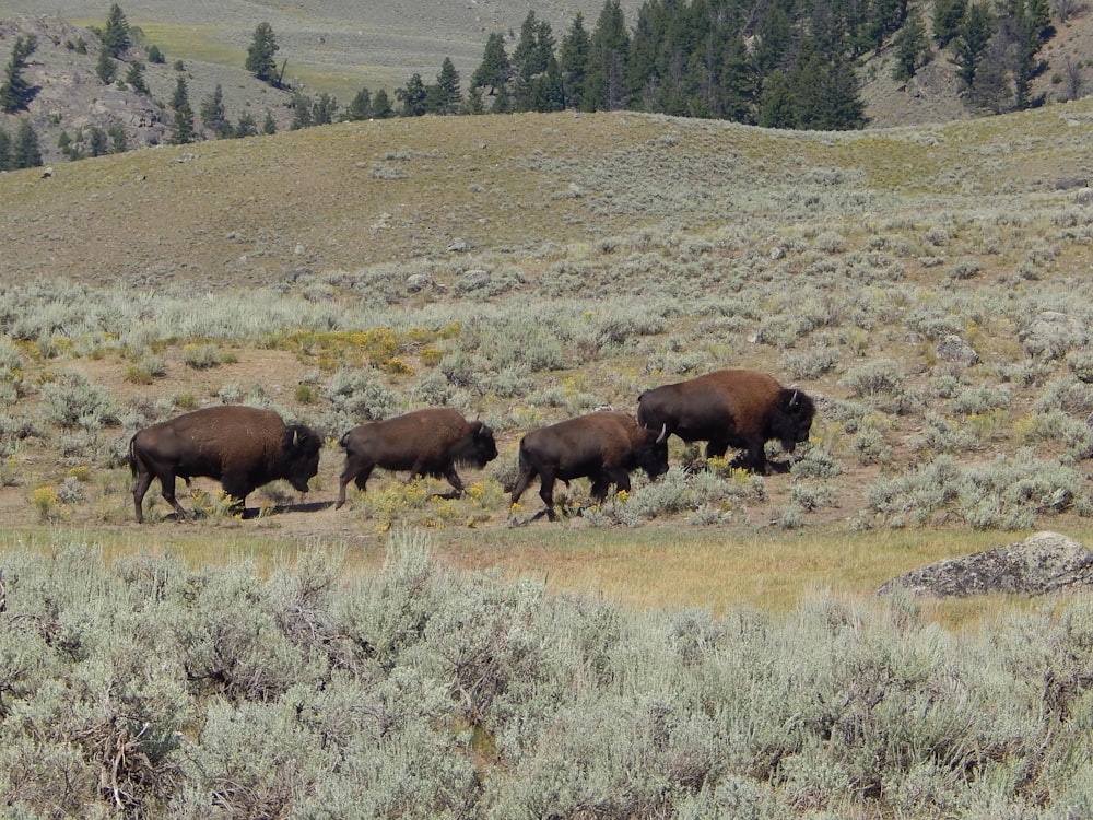 a herd of bison walking across a grass covered field