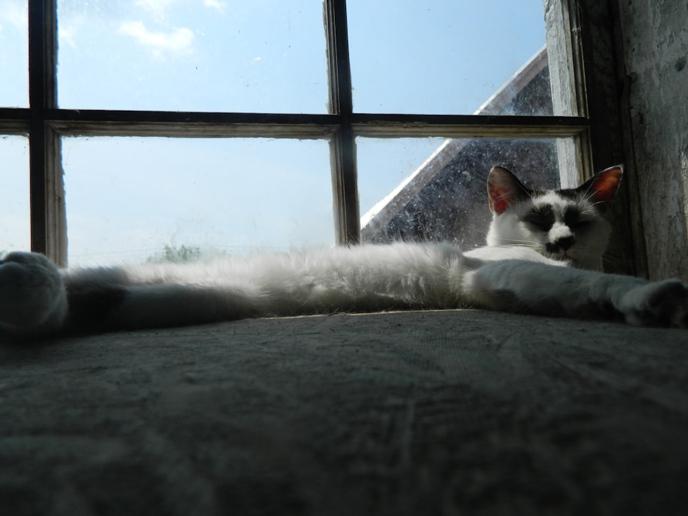 a black and white cat laying on top of a bed next to a window