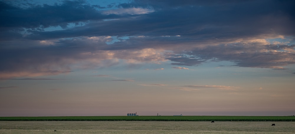 a large field with a few animals in it