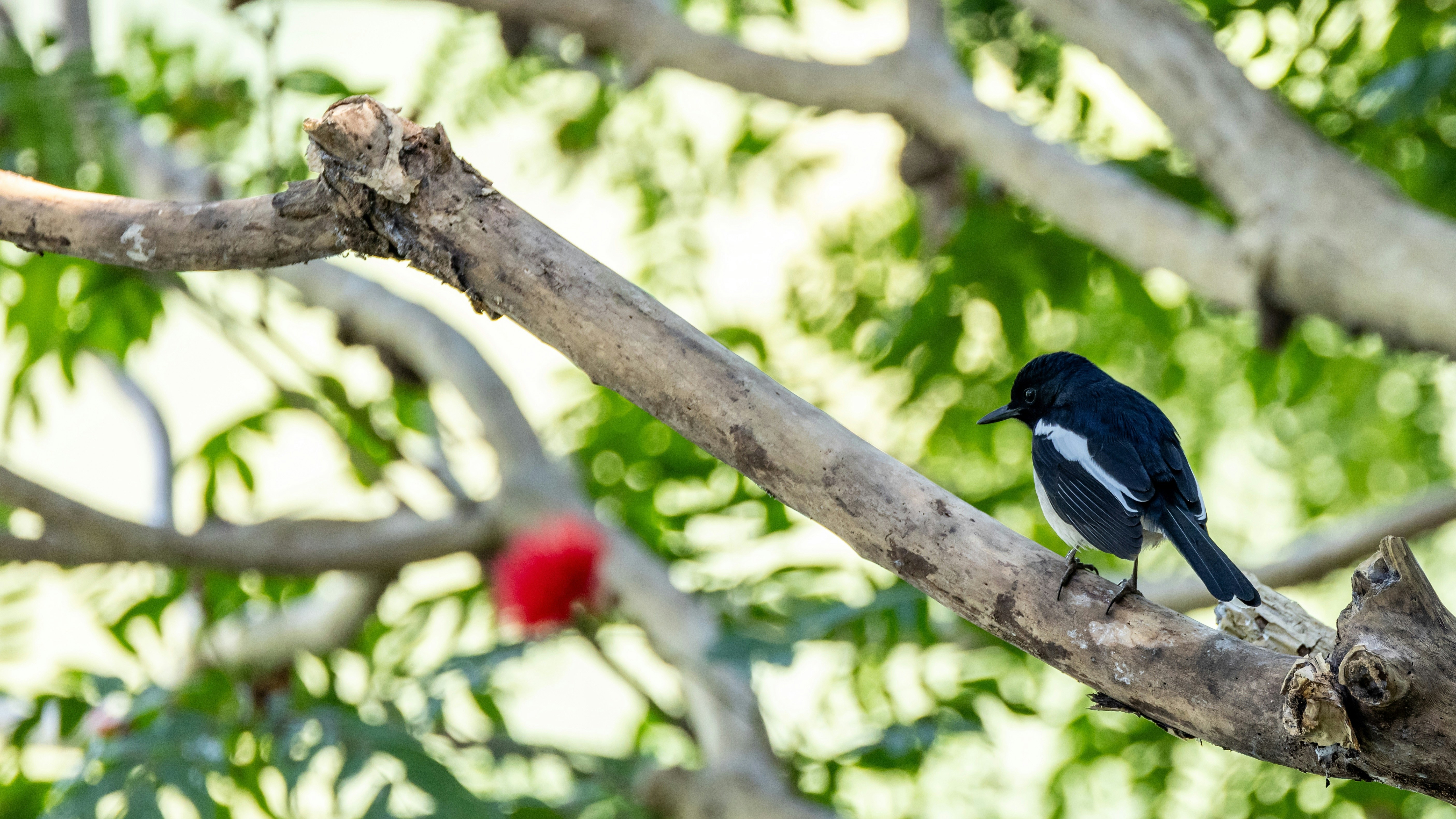 Photo by dickenslin76