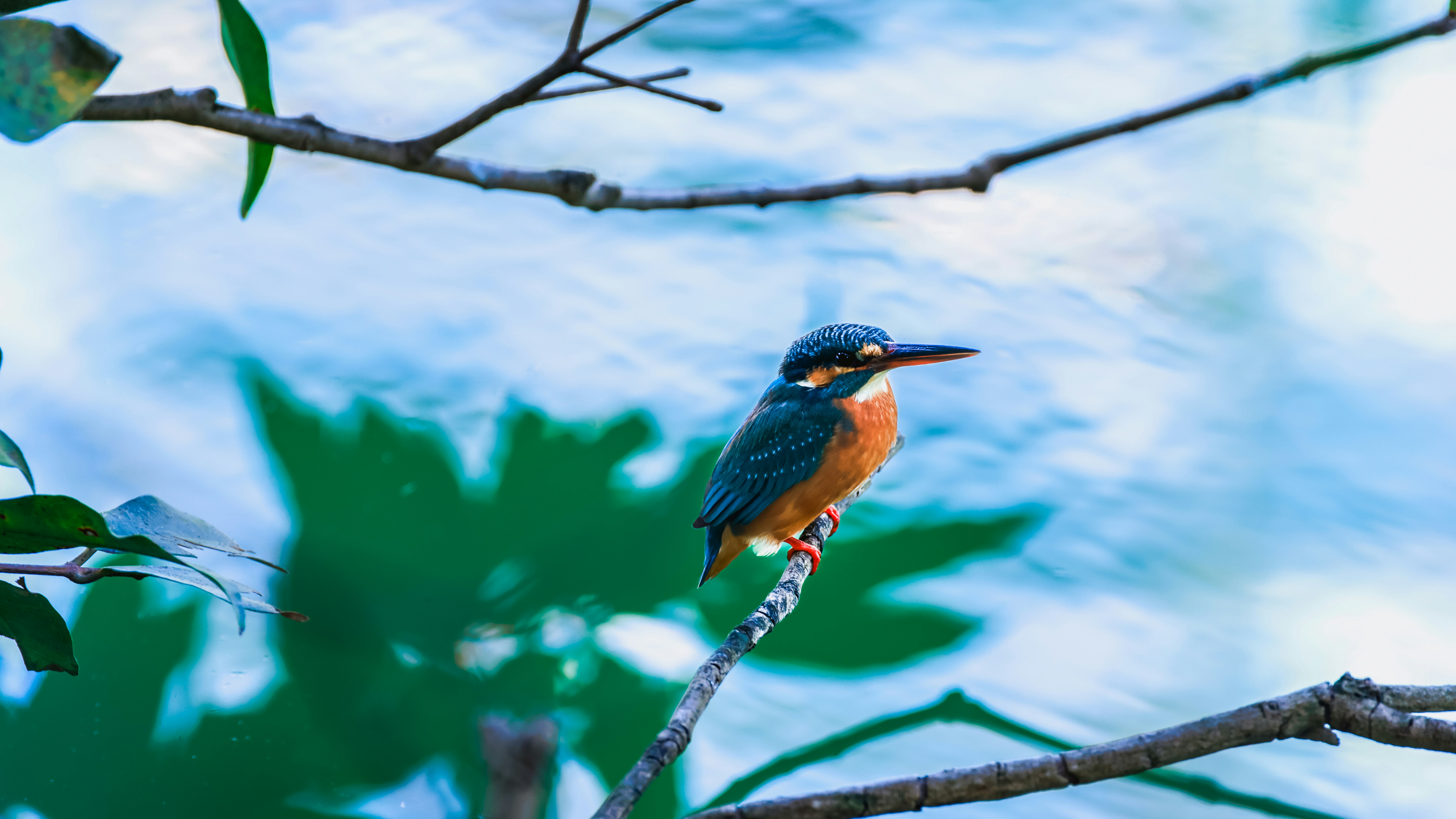 Photo by dickenslin76