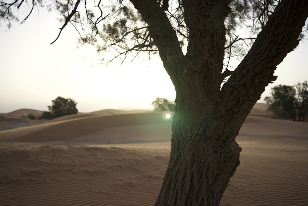 a tree in the middle of a desert