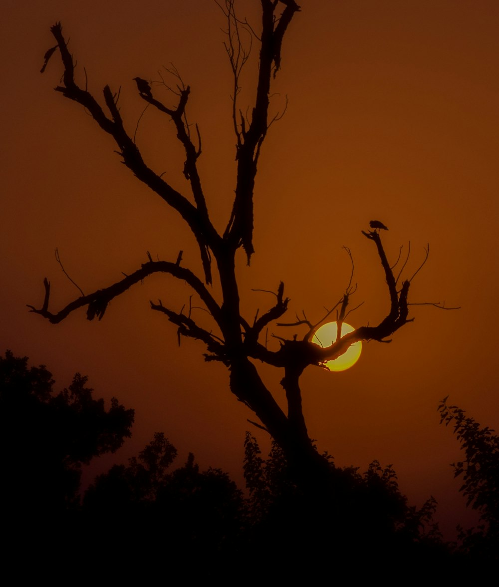 the sun is setting behind a bare tree