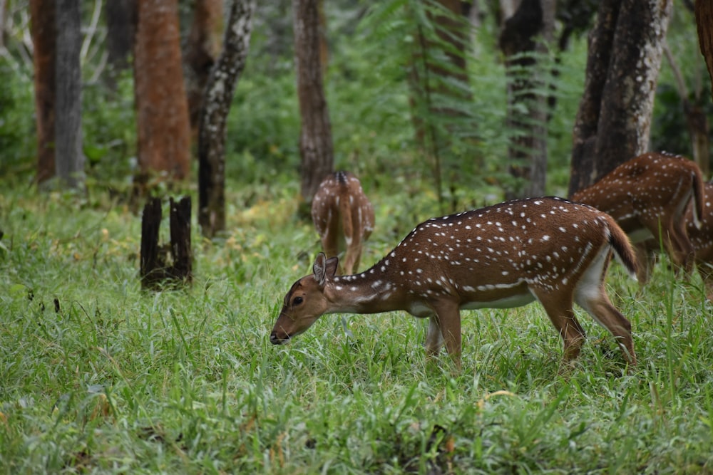 a couple of deer standing on top of a lush green forest