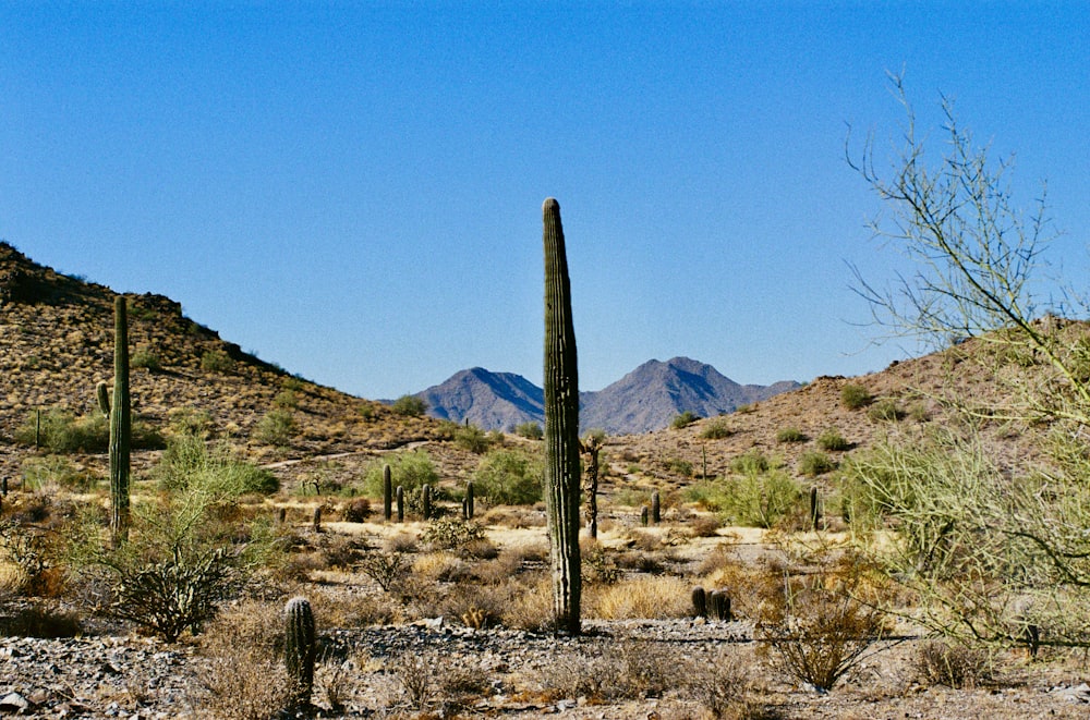 a tall cactus standing in the middle of a desert