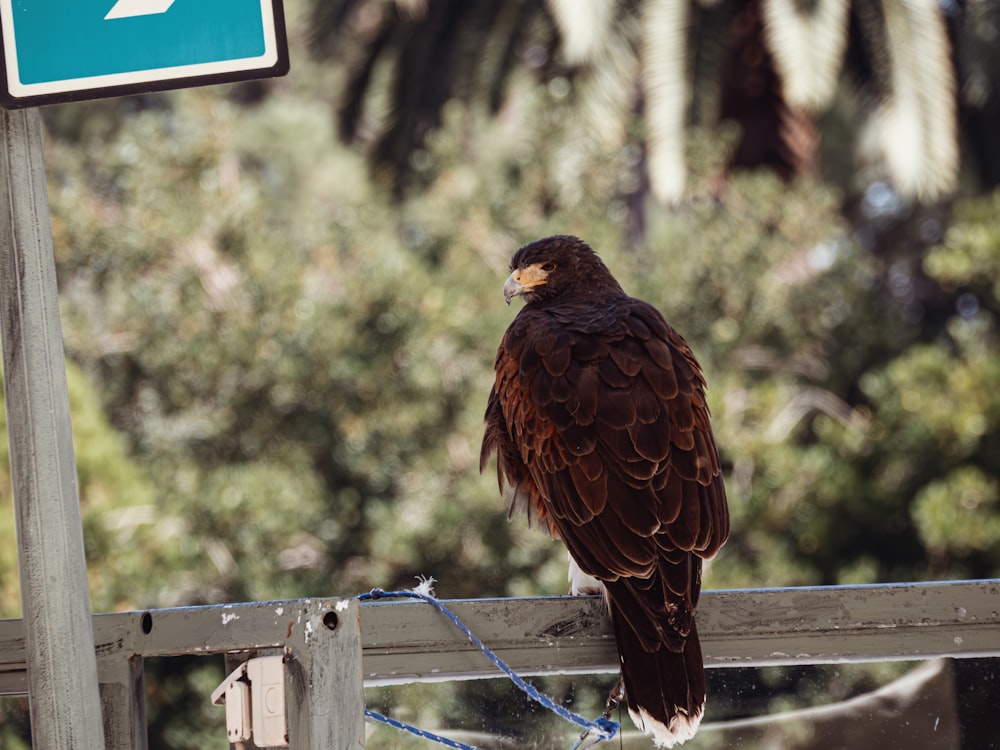 a bird sitting on a fence next to a street sign