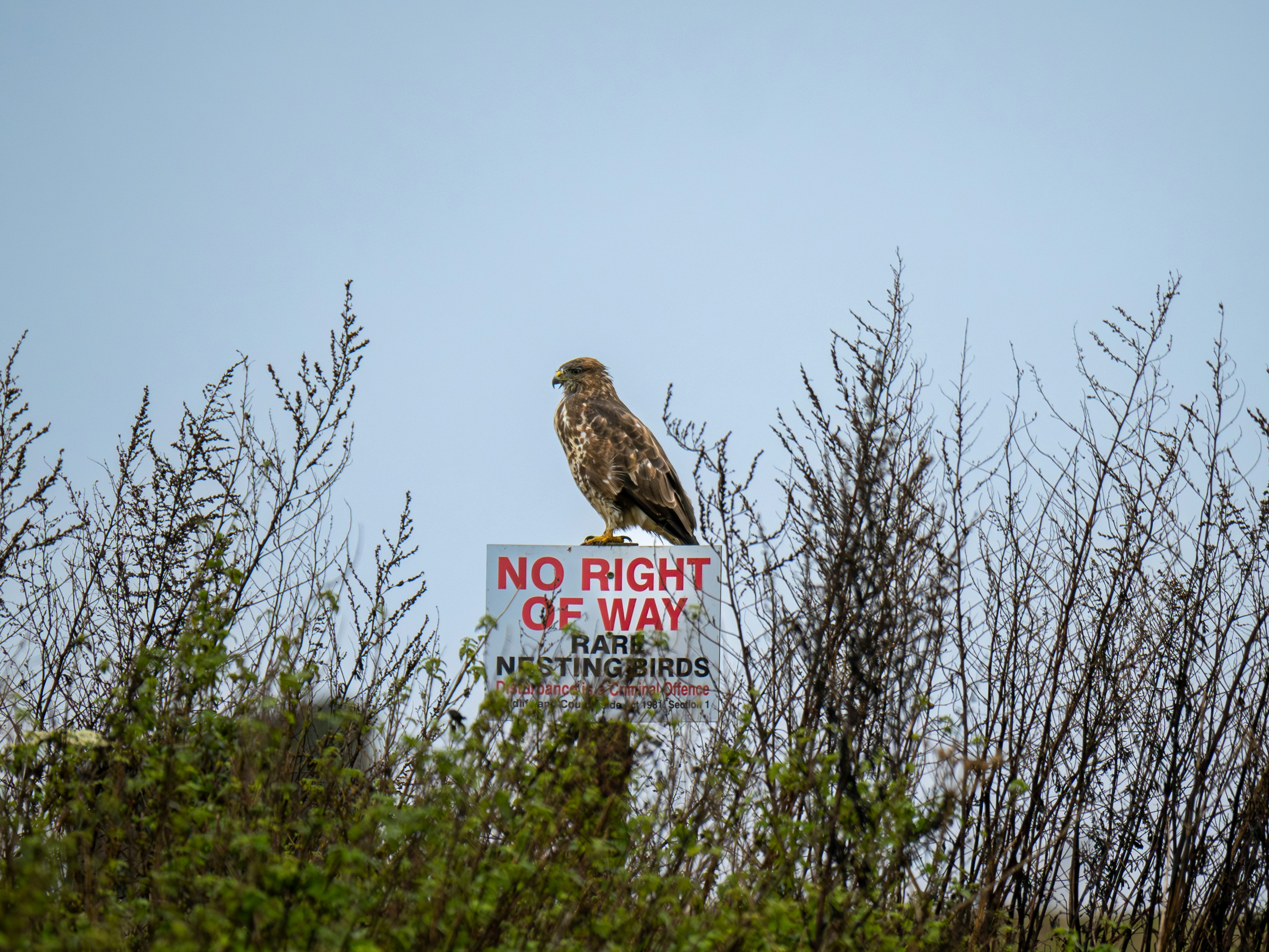 a bird sitting on top of a sign in a field