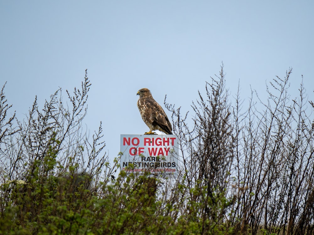 a bird sitting on top of a sign in a field