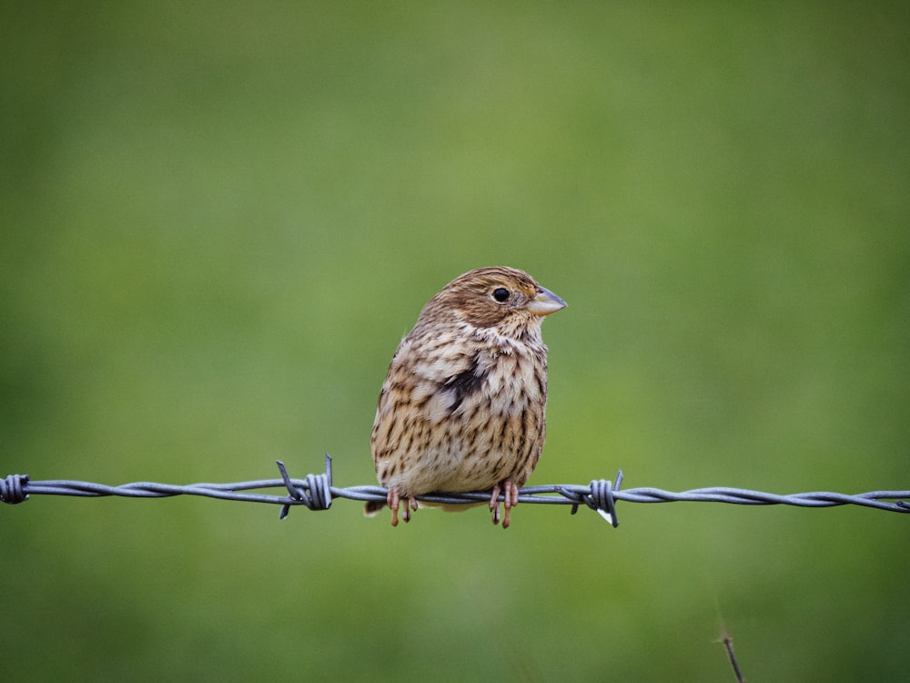 a small bird sitting on top of a barbed wire