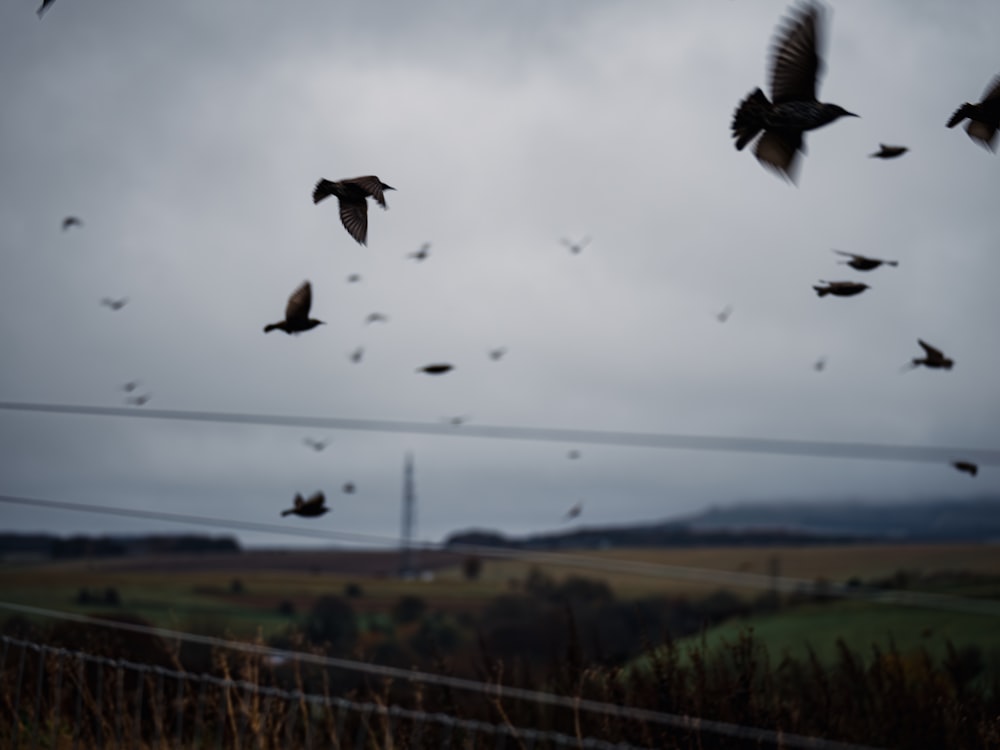 a flock of birds flying over a lush green field