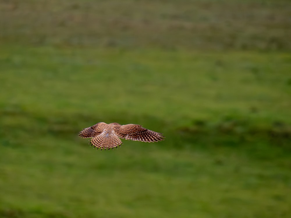 a bird flying over a lush green field