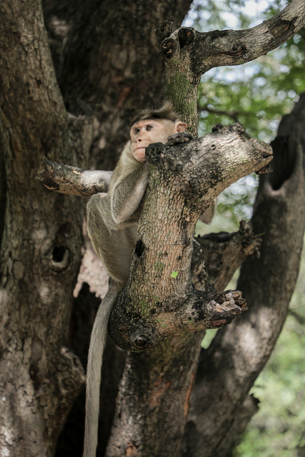 a monkey is climbing up a tree branch