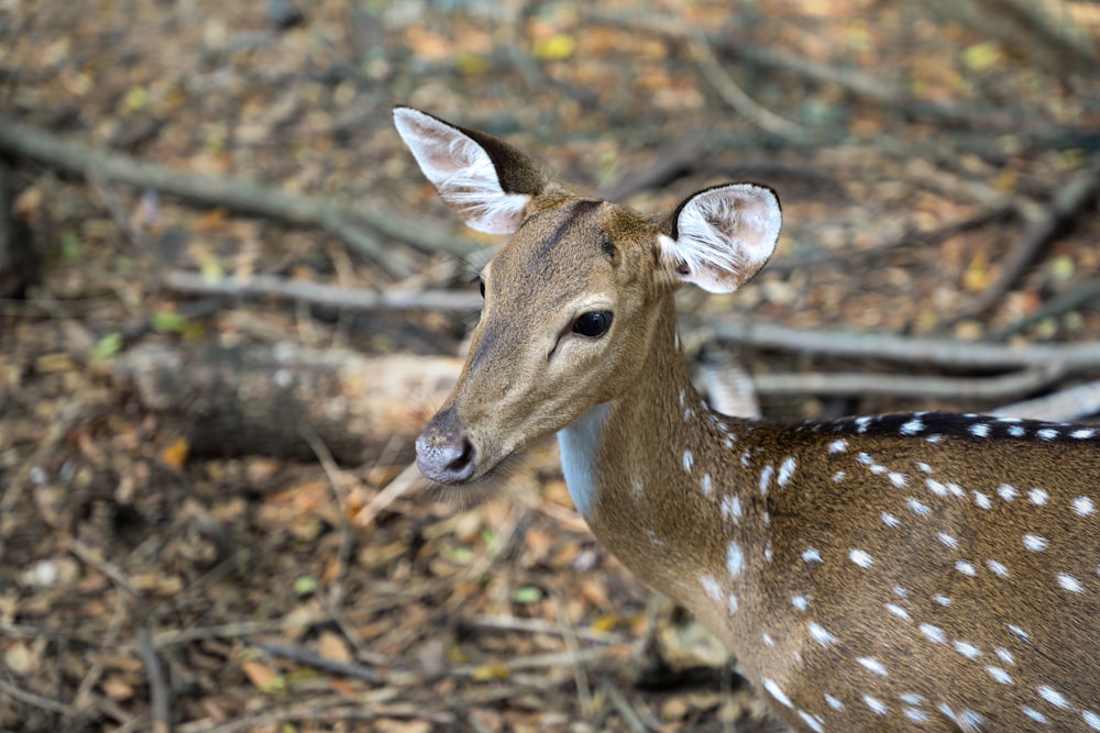 a young deer is standing in the woods