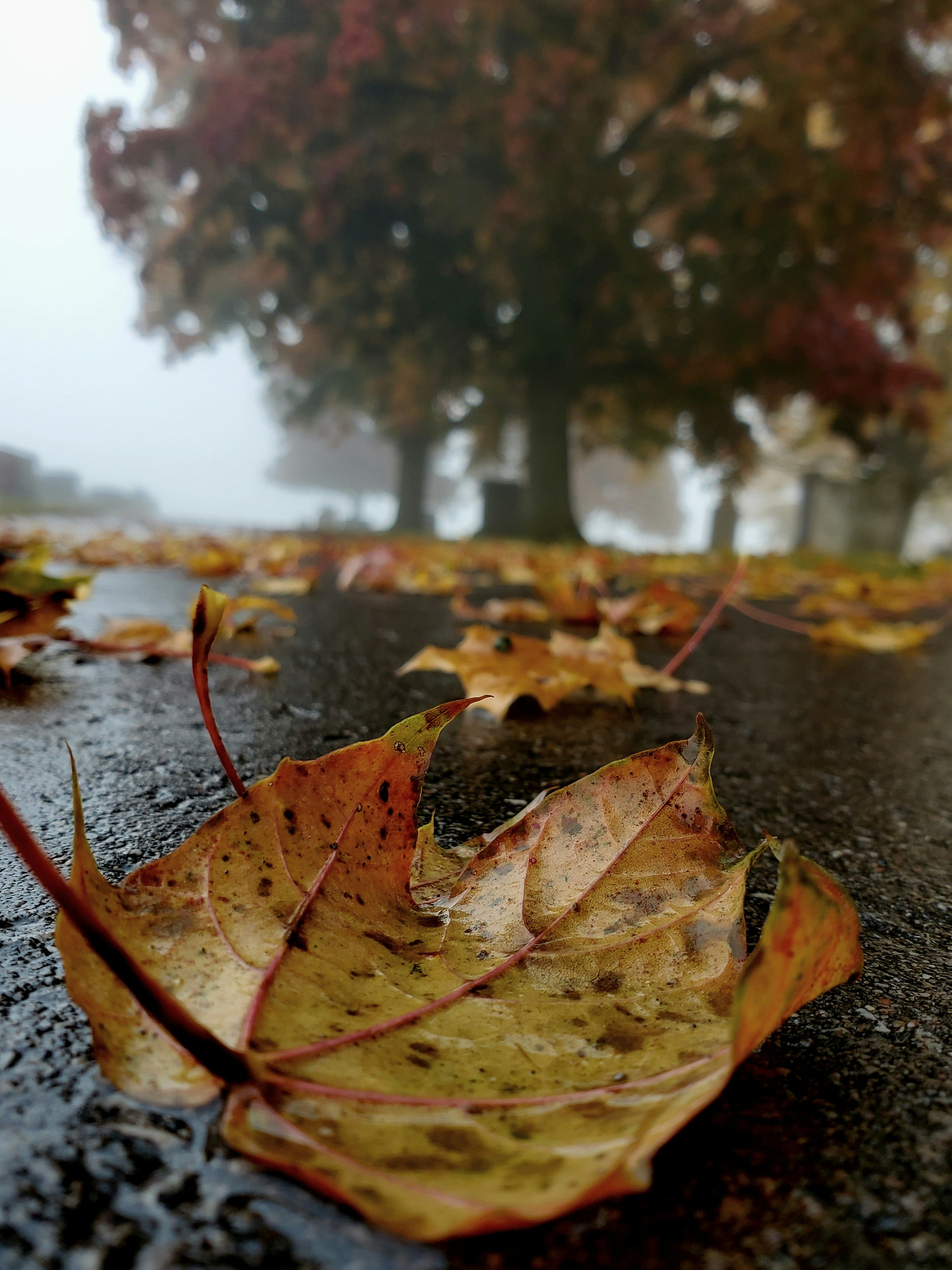 땅에 놓인 나뭇잎