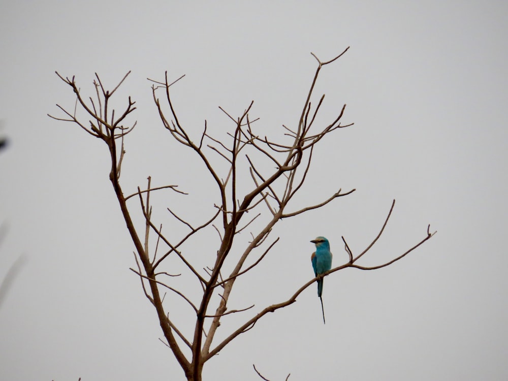 a blue bird sitting on top of a tree branch