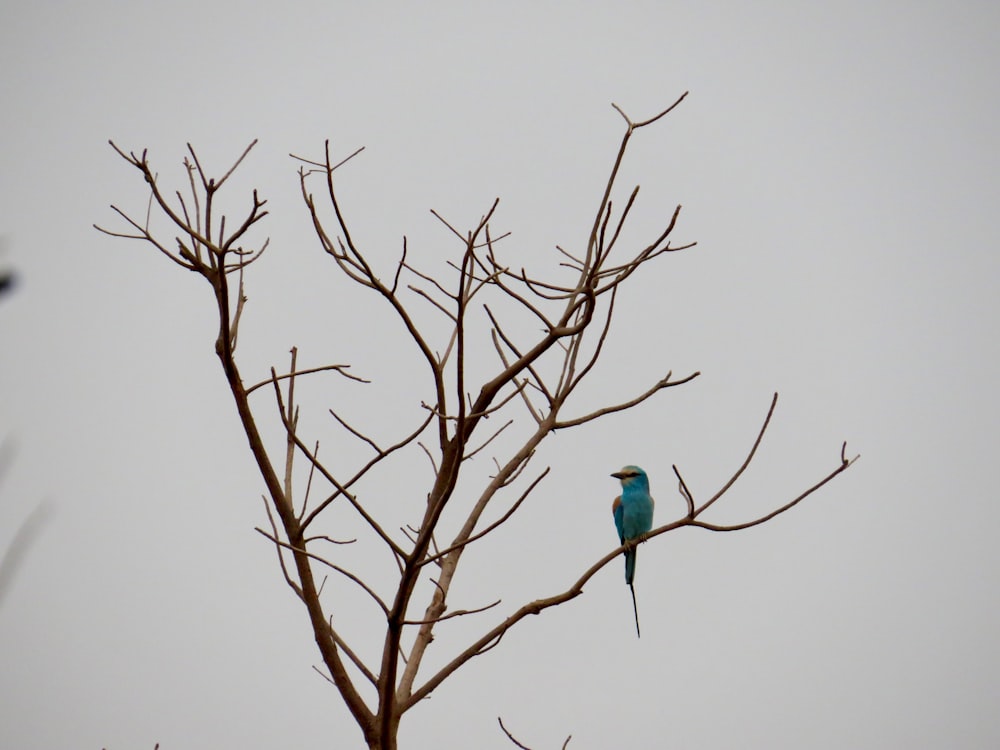 un pájaro azul sentado en la parte superior de la rama de un árbol