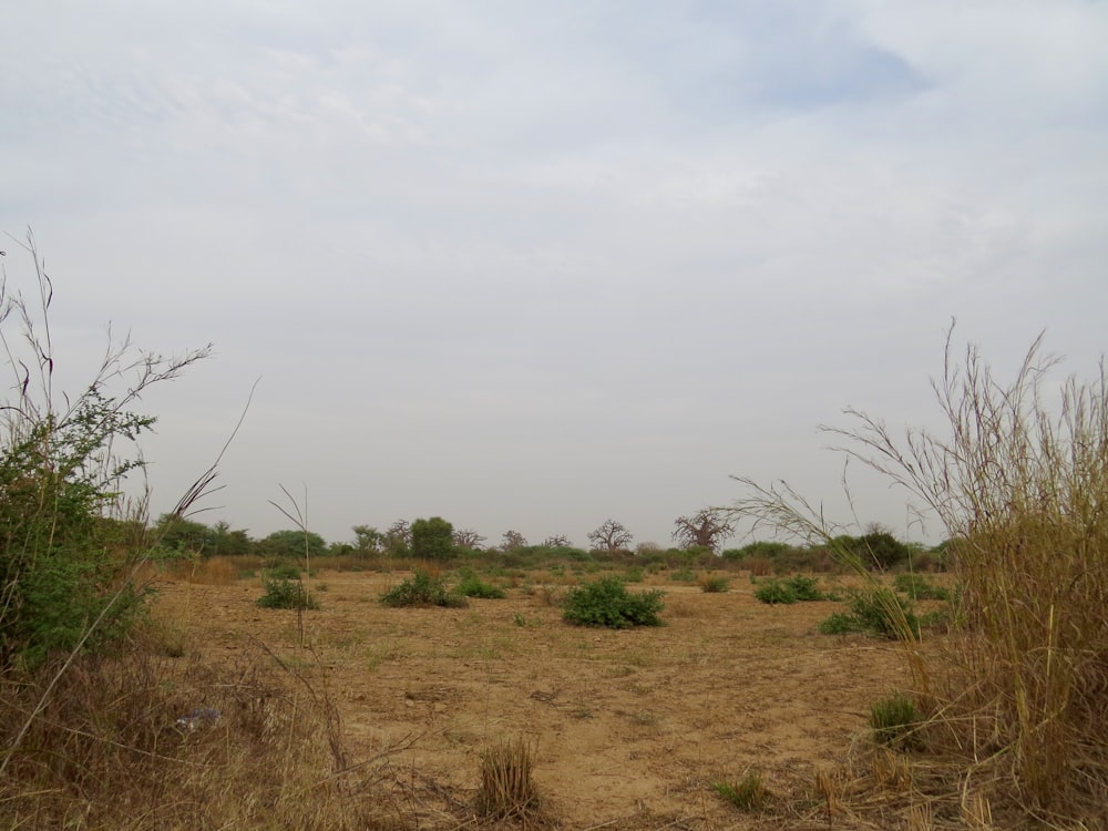 un campo che ha alcune piante al suo interno