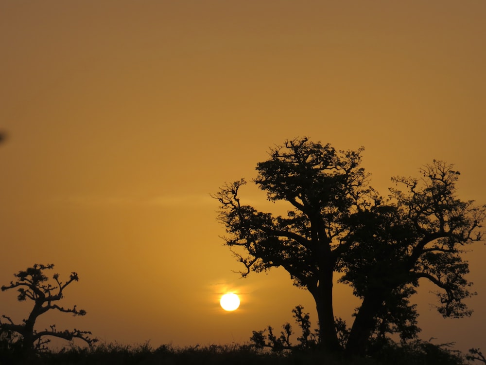 the sun is setting behind a tree in a field