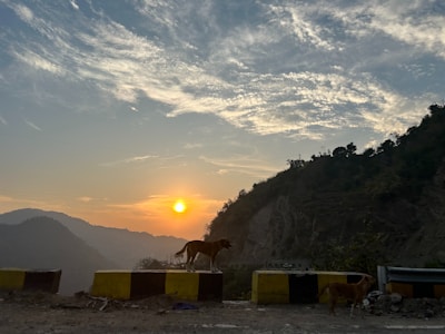 A scenic view of a Sicilian landscape with dogs exploring.