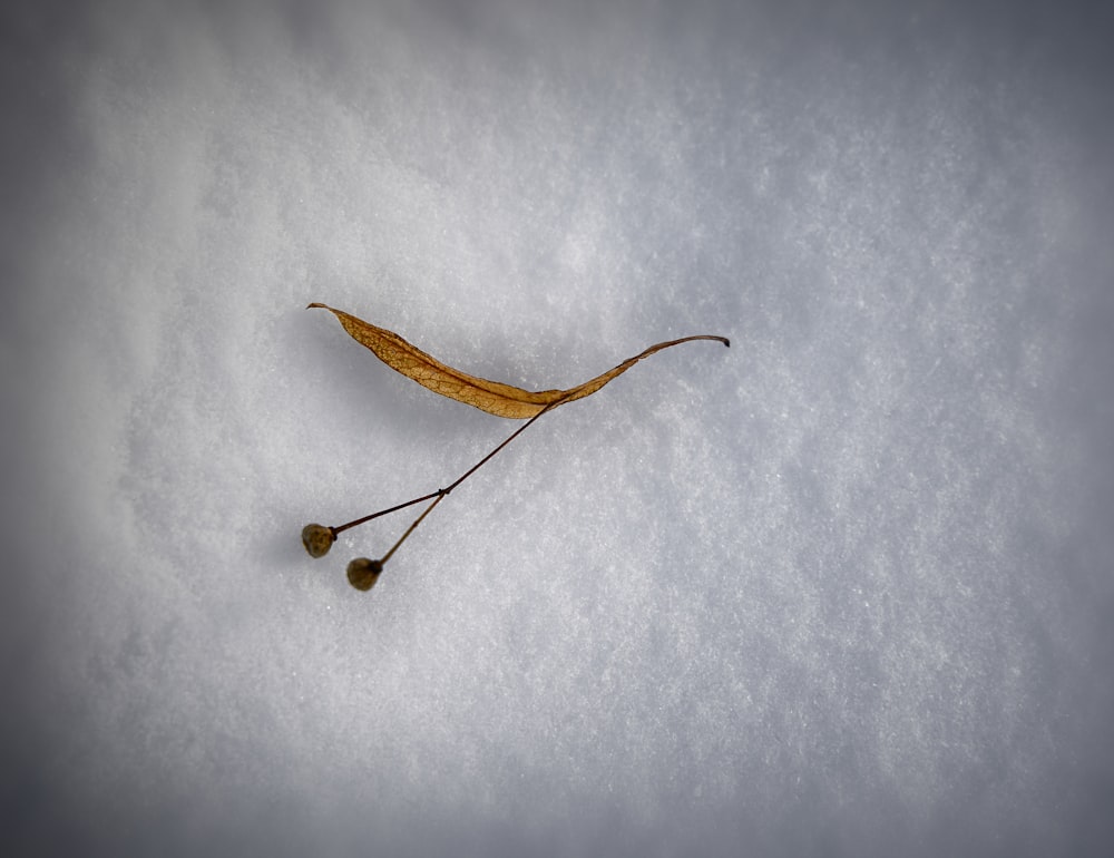 uma única folha deitada em cima de um chão coberto de neve