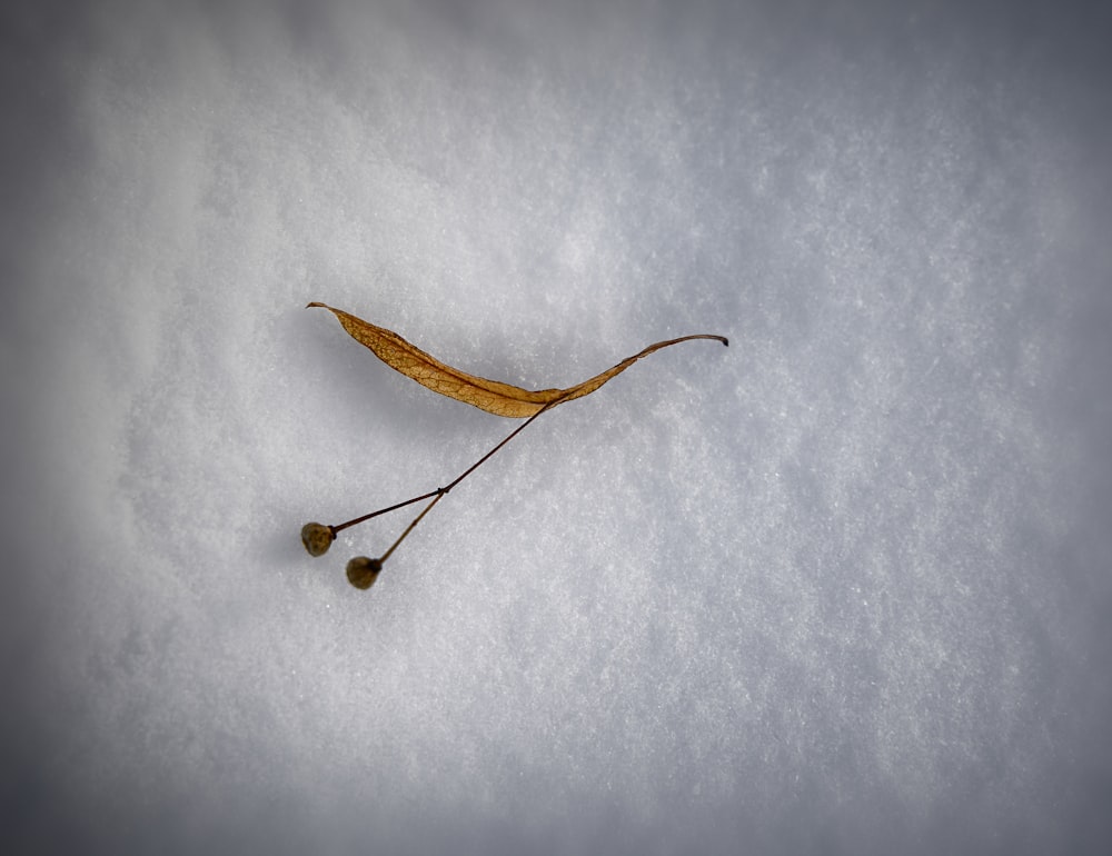 a single leaf laying on top of a snow covered ground