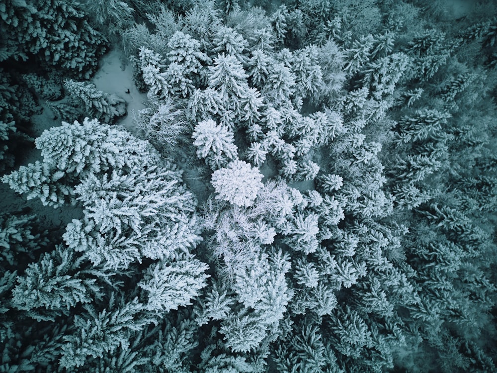 an aerial view of a tree covered in snow
