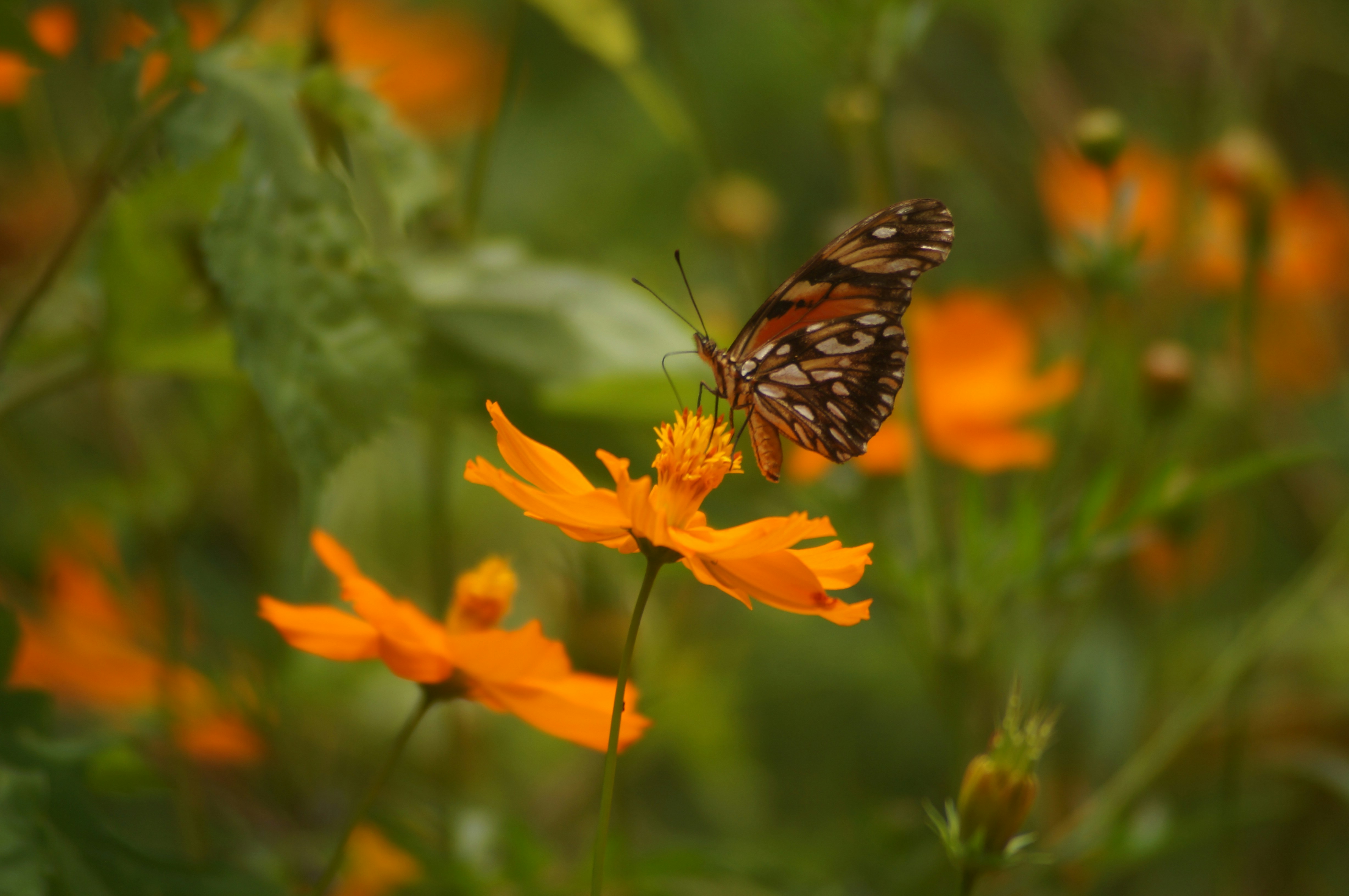 Photo by fredmachado