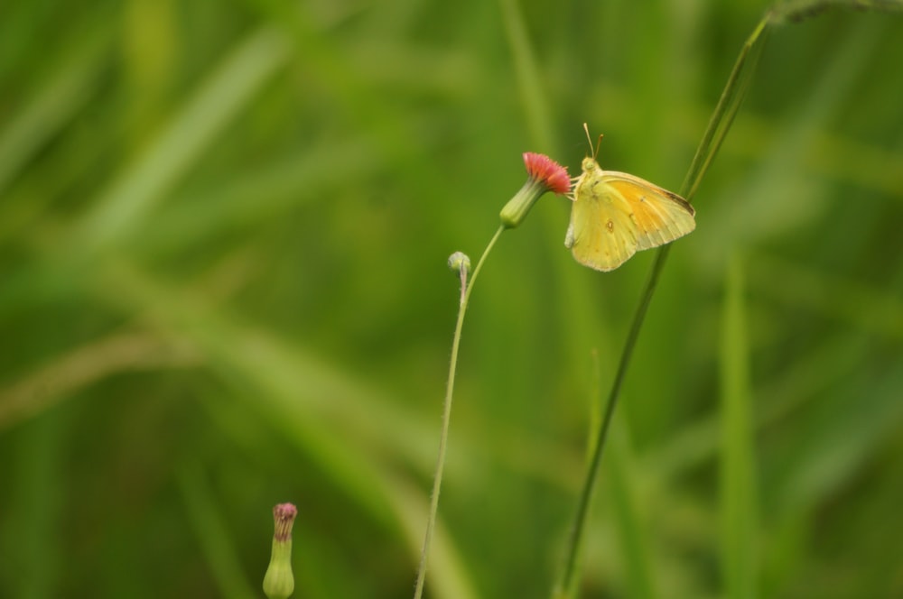 a yellow butterfly sitting on top of a green plant