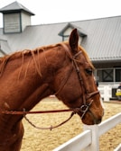 A brown horse standing next to a white fence with a bridle on its head. The background features a barn or stable with a grey, metal roof and wooden siding.