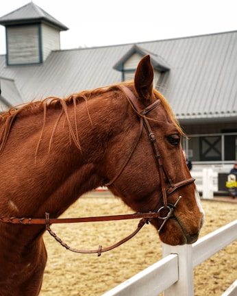 A brown horse standing next to a white fence with a bridle on its head. The background features a barn or stable with a grey, metal roof and wooden siding.