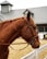 A brown horse standing next to a white fence with a bridle on its head. The background features a barn or stable with a grey, metal roof and wooden siding.