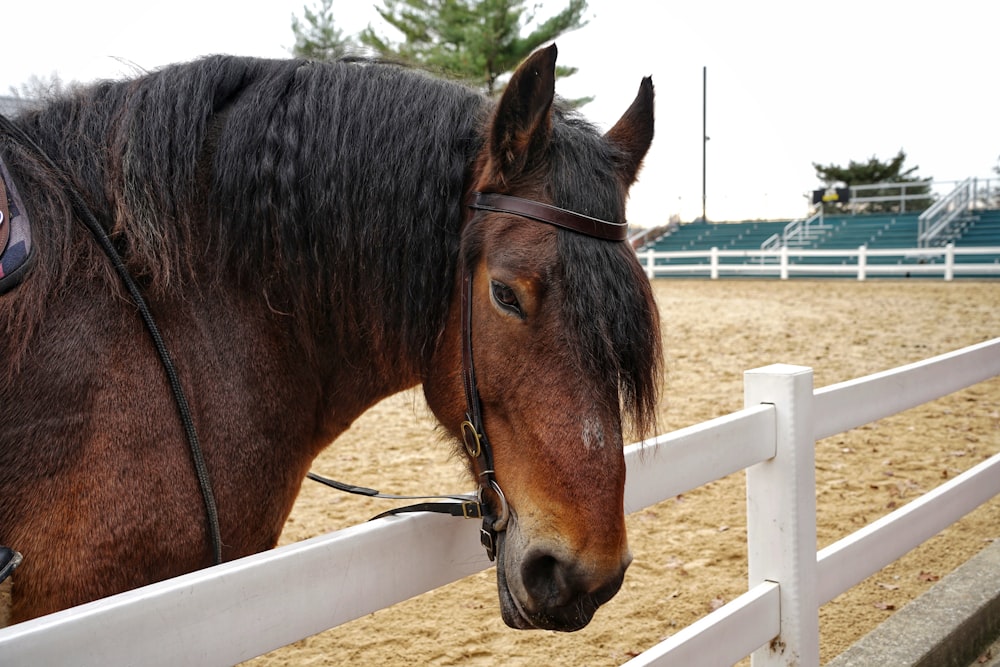 a brown horse standing next to a white fence