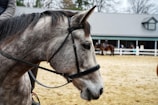 A close-up view of a gray horse with a bridle, set against the backdrop of an outdoor riding arena with a few people and another horse in the distance. The horse's head is facing left, and its mane is dark and slightly windswept. In the background, there is a stable building with a gray roof and a white fence, and some trees are visible beyond the stable.