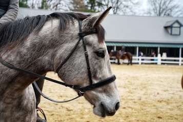 A close-up view of a gray horse with a bridle, set against the backdrop of an outdoor riding arena with a few people and another horse in the distance. The horse's head is facing left, and its mane is dark and slightly windswept. In the background, there is a stable building with a gray roof and a white fence, and some trees are visible beyond the stable.