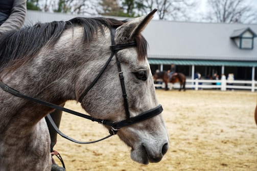 A close-up view of a gray horse with a bridle, set against the backdrop of an outdoor riding arena with a few people and another horse in the distance. The horse's head is facing left, and its mane is dark and slightly windswept. In the background, there is a stable building with a gray roof and a white fence, and some trees are visible beyond the stable.