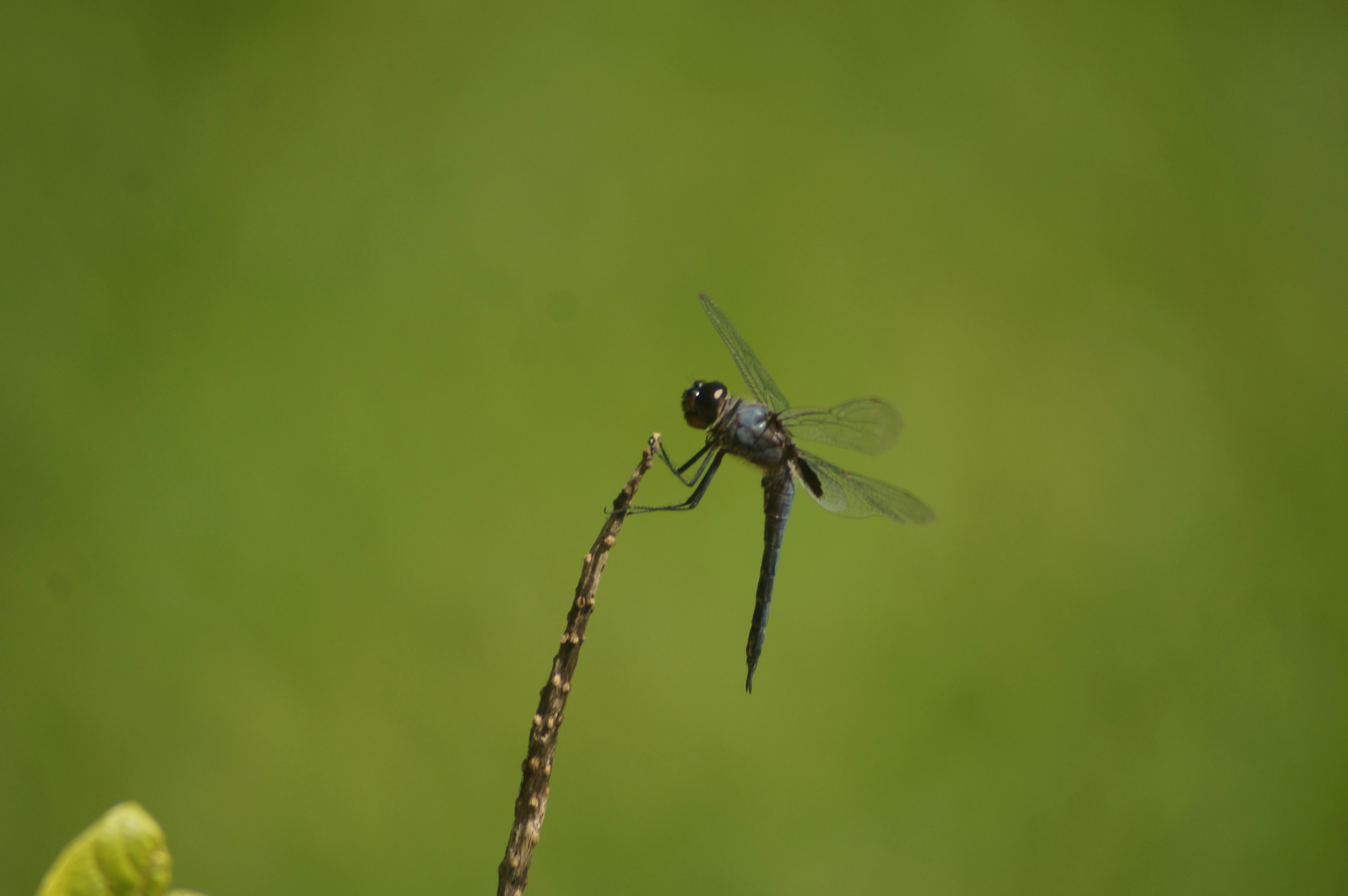 Photo by fredmachado