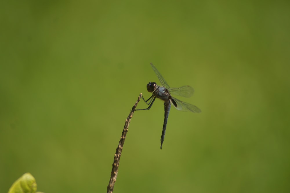 a black dragon flys across a green field