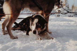 Close-up of a sled dog’s bright eyes filled with enthusiasm and energy.