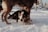 A sled dog with striking blue eyes rests on the snowy ground, looking directly at the camera. The image captures the dog harnessed and part of a sled team commonly used in snowy, cold environments. The surrounding snow and the dog's fur indicate a winter setting.